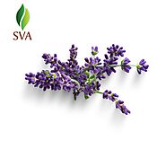 Lavender Oil Manufacturer & Exporter