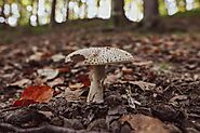 A Beginner’s Guide to Amanita Muscaria Gummies: What to Expect - Fly Agaric Mushroom