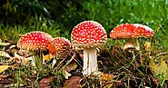 Long-Term Use Of Amanita Muscaria Gummies: Benefits And Considerations