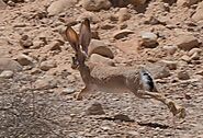 Cape hares