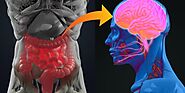 How Does Stress Impact Your Gut Microbiome?