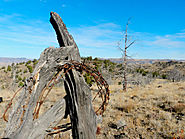 Removing Barbed Wire Clears The Way For Wildlife And Wilderness