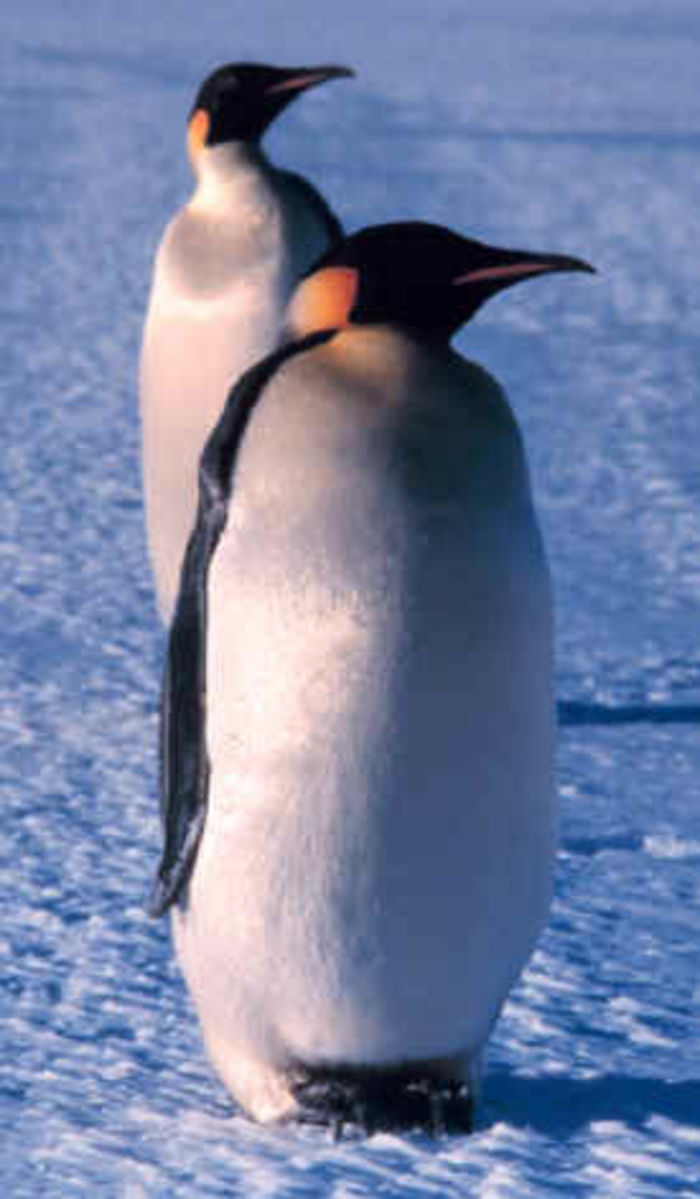1st Grade - Animals of Antarctica | A Listly List