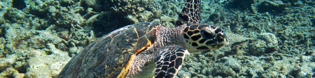 Discover 6 Fascinating Wildlife Species Found in the Maldives - Explore the allure of a tropical paradise