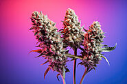 What really are CBD Flowers? Explore Now!