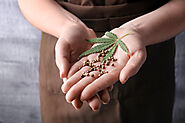 How to Choose the Right Hemp Seeds?