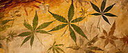History and Usage of Medical Marijuana — Mongolife