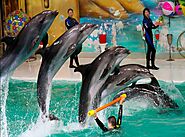 Dubai Dolphinarium with Desert Safari Tour - Dubai Executive Tours