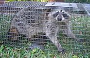 Metro Detroit | Rodent and Raccoon Control - Pest City USA