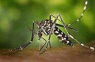 Mosquito Control Service | Pest Extermination Detroit