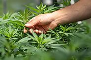 Canada’s Go-To Source for High-Quality Cannabis - Togo Weed