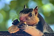 Sri Lankan Giant Squirrel