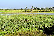 Explore the floral treasures of Siem Reap’s Lotus Farm