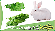 Can Rabbits Eat Arugula {Rocket}? Complete Facts and FAQs