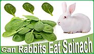 Can Rabbits Eat Spinach? Complete Guidelines with FAQs - Rabbits Advisor