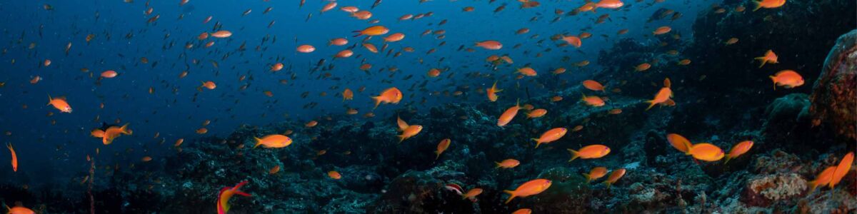 Thrilling Diving Sites in the Maldives - The best places within the Archipelago