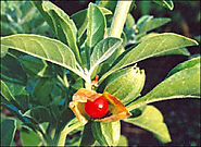 Effective Uses of Ashwagandha (Withania Somnifera) and Treatments