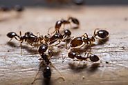 Ant Extermination & Ant Control Services In Toronto