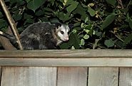 Possum Removal in Hamilton, Toronto & Niagara Region