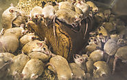Mice Exterminator and Rat Control Services in Southern Ontario