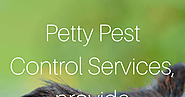 Petty Pest Control Services: Do You Know How Important is the Termite Control Services in Waterloo?