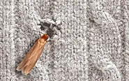 6 Effective Steps To Get Rid Of Carpet Moths