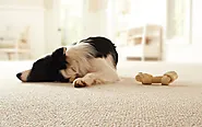 5 Easy Ways To Remove Pet Hair From The Carpet