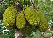 Durian Fruit Benefits For Health