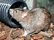 Get Professional Canton Rat Removal Specialists for Your Home