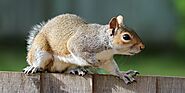 Get Safe and Reliable Squirrel Control Services in Douglasville