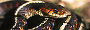 Get Safe & Reliable Snake Control Services in Buford GA