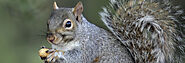 Get Fast and Safe Squirrel Removal Solutions in Austell