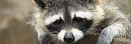 Get Affordable Raccoon Removal Services in Powder Springs