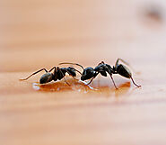 Get Top-Rated Ant Pest Control Service for a Pest-Free Home