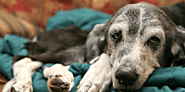 A Guide to Caring for Ageing Pets: Expert Tips & Advice