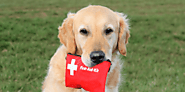 Pet First-aid