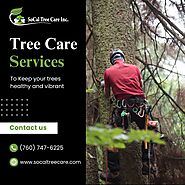 Expert Tree Care Services