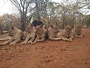 Walking with Lions at Mukuni Big Five Safaris