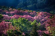 Doi Inthanon National Park