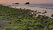 Dalma Island