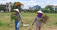 Quảng Bình: Người dân đội nắng hái lá mùng 5 dịp Tết Đoan Ngọ | Báo Pháp Luật TP. Hồ Chí Minh