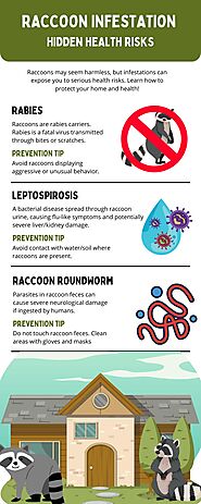 Hidden Health Risks Associated With Raccoon Infestations