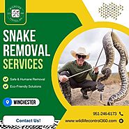 Snake Removal Services In Winchester