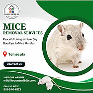 Mice Removal Services in Temecula