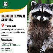 Raccoon Removal Services in Temecula