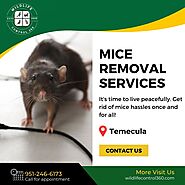 Mice Removal Services in Temecula