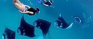 Manta Rays