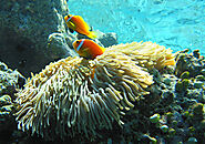 Maldive Anemonefish