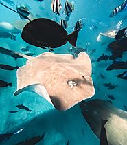 Stingrays