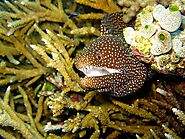 Moray Eels